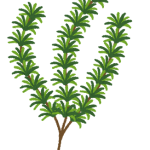 herb_rosemary